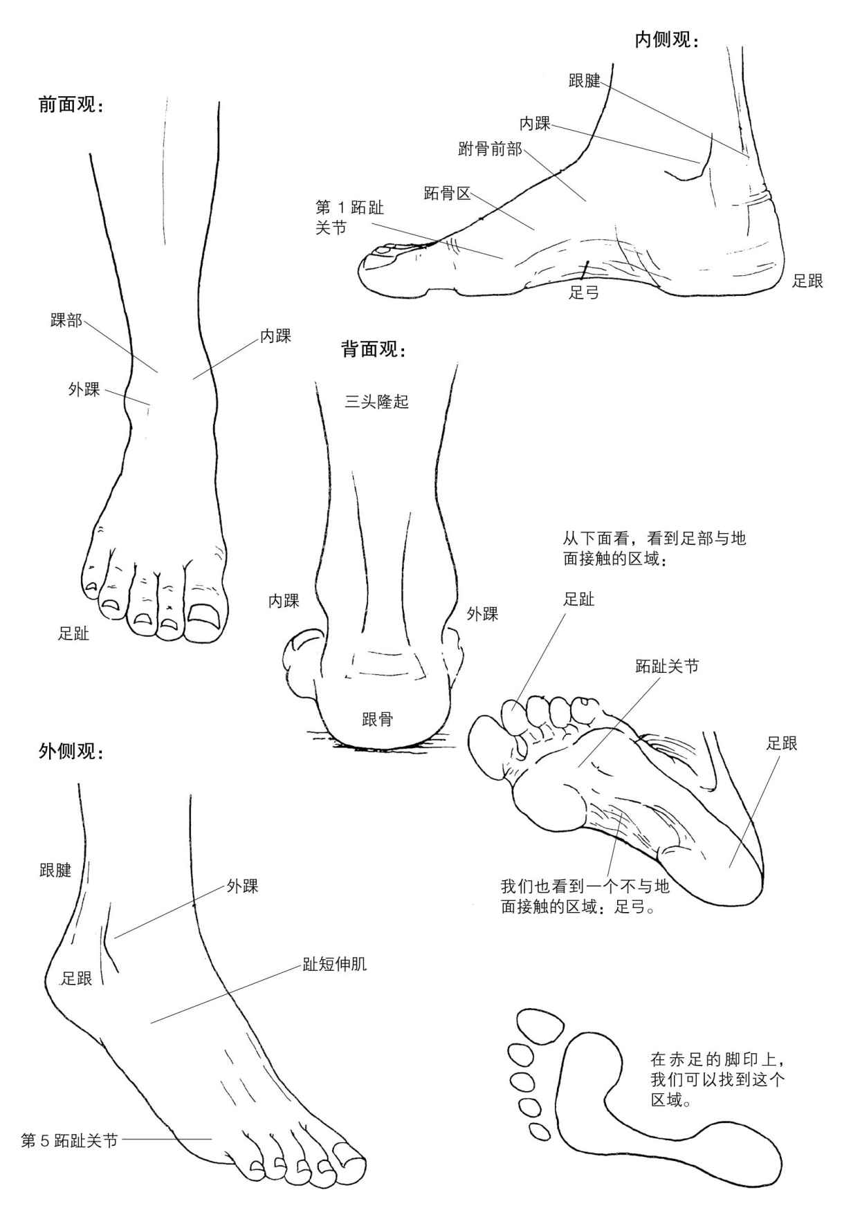  p data-id="gnwfu3c6w3">足,即人身体腿部底部的可活动物体,由五个