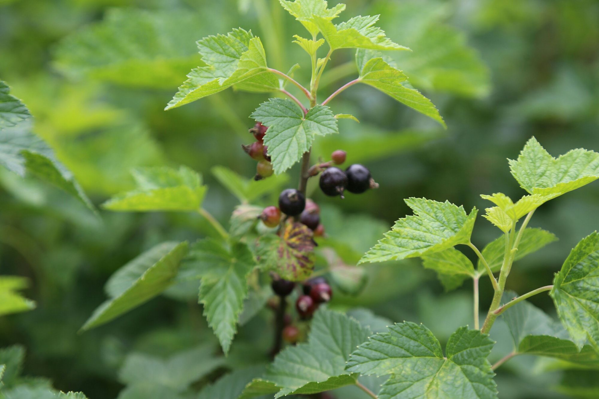 黑茶藨子黑河群体012