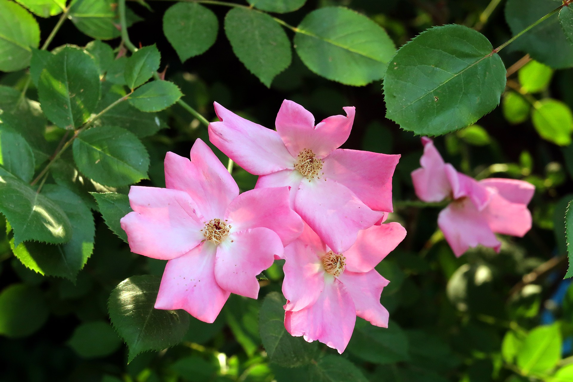  p>单瓣月季花是 a target="_blank" href="/item/蔷薇科/1121901"