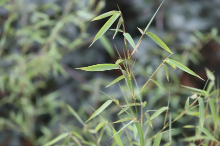 刚竹（禾本科刚竹属植物）_百度百科