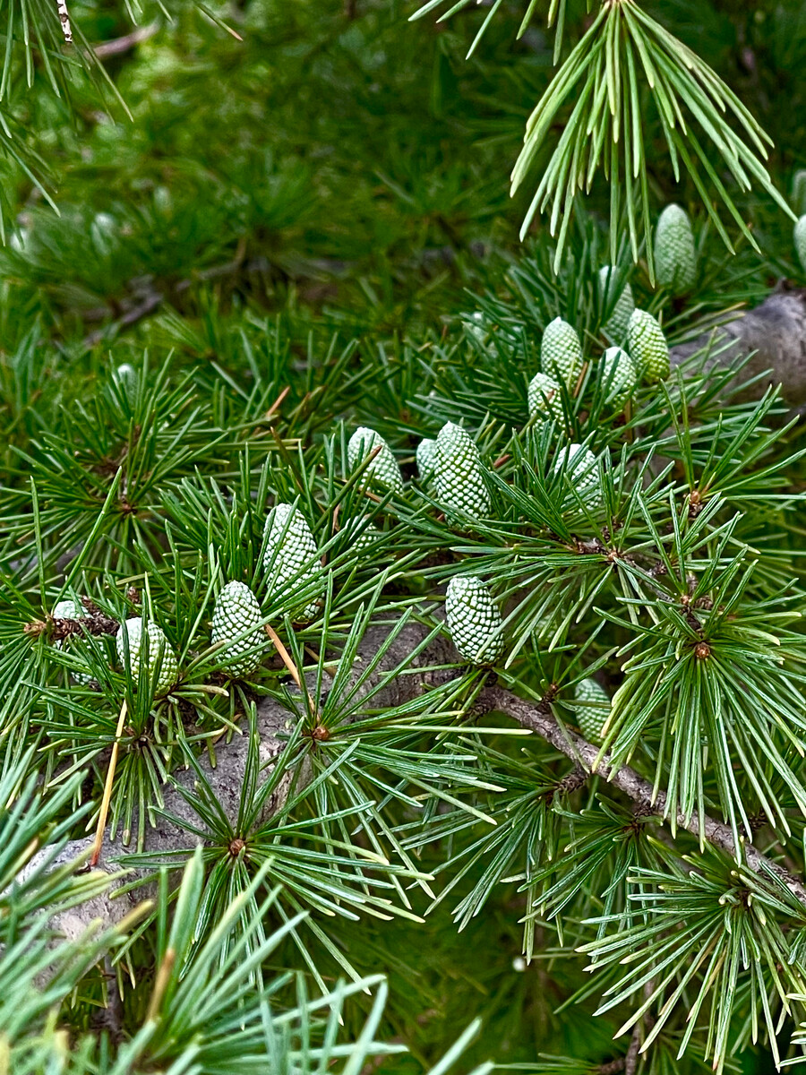 don),松科雪松属常绿高大乔木;它的枝叶平展,微斜展或微下垂;叶子呈