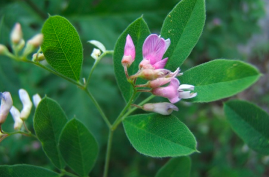  p>大野豌豆(学名:vicia gigantea bunge)是豆科野豌豆属植物,多年生 