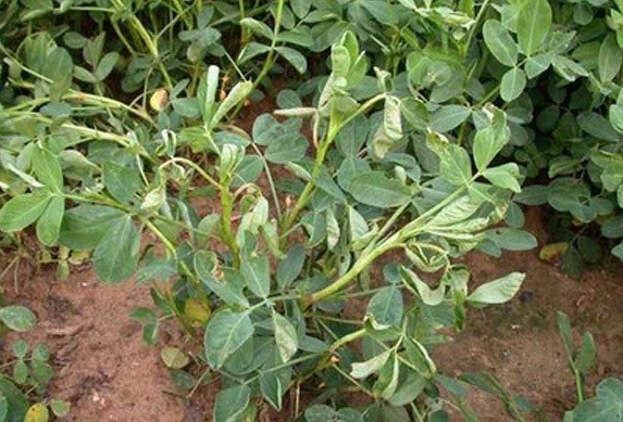 花生条纹病毒病