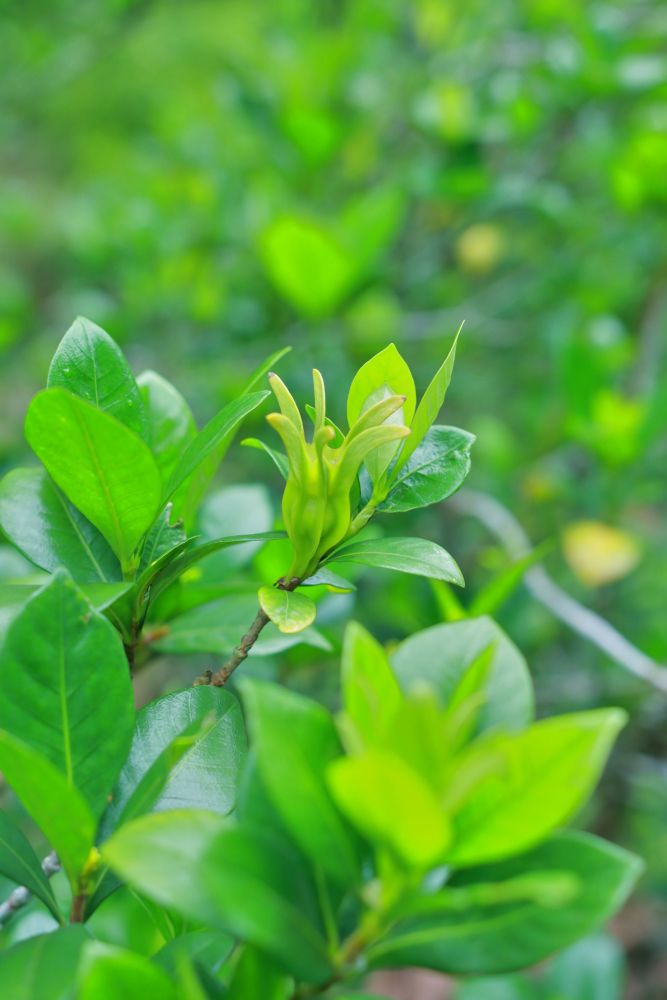 栀子（茜草科、栀子属植物）_百度百科