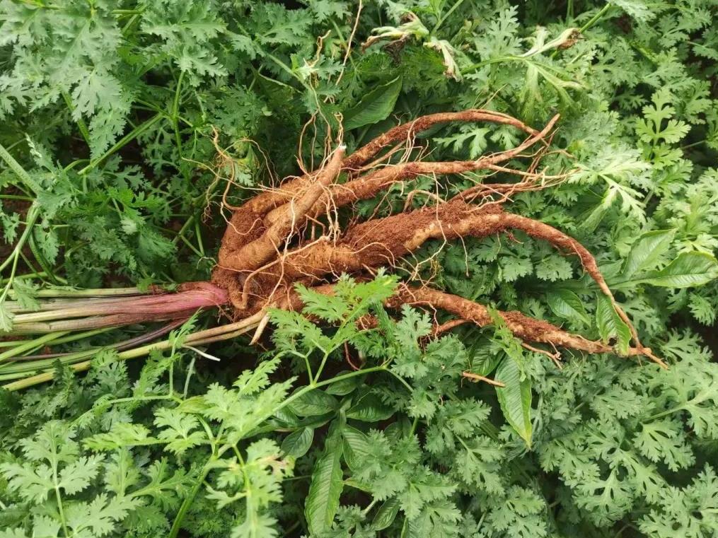 秦归为伞形科当归属的多年生草本 参 