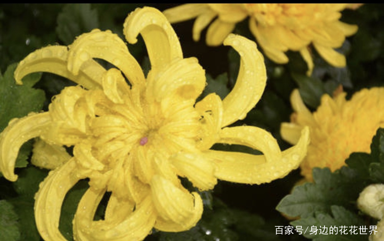 黄菊二十首皆出自一人_百科TA说