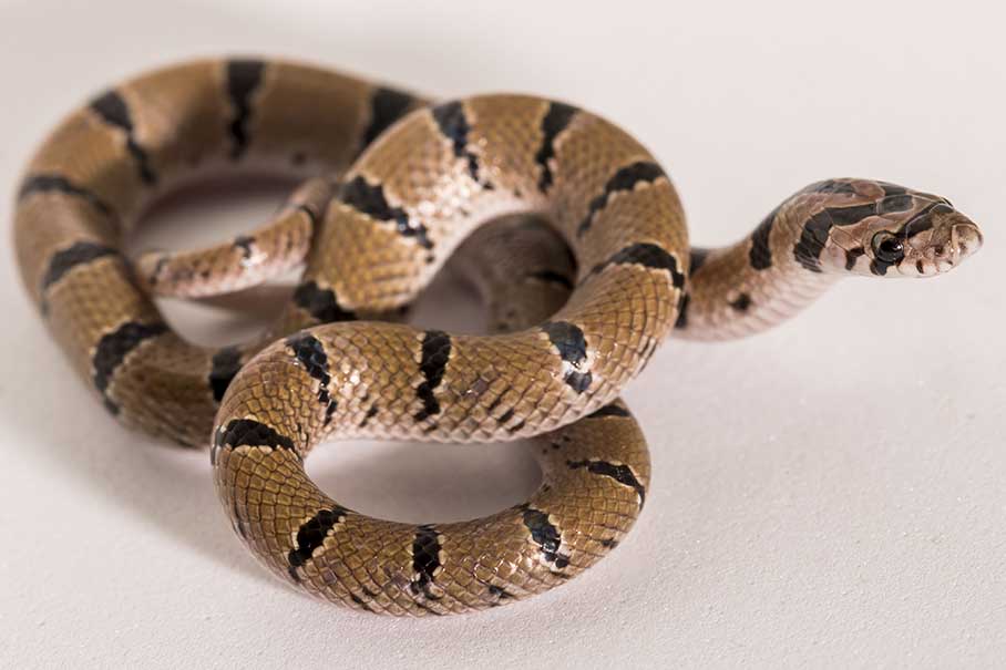 紫棕小头蛇指名亚种