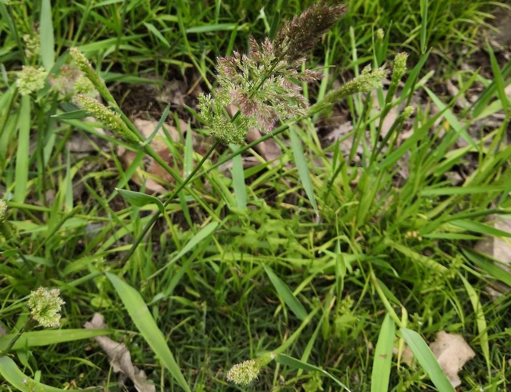  p>棒头草(学名: i>polypogon fugax /i> nees ex steud.