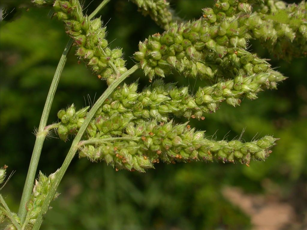 eehinochloa var.mitis