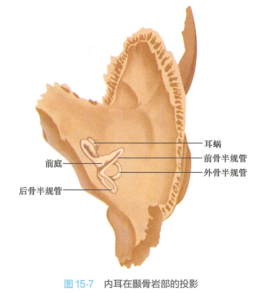  p data-id="gnbsyscijh">内耳包括骨迷路和膜迷路,包藏在颞骨岩部的