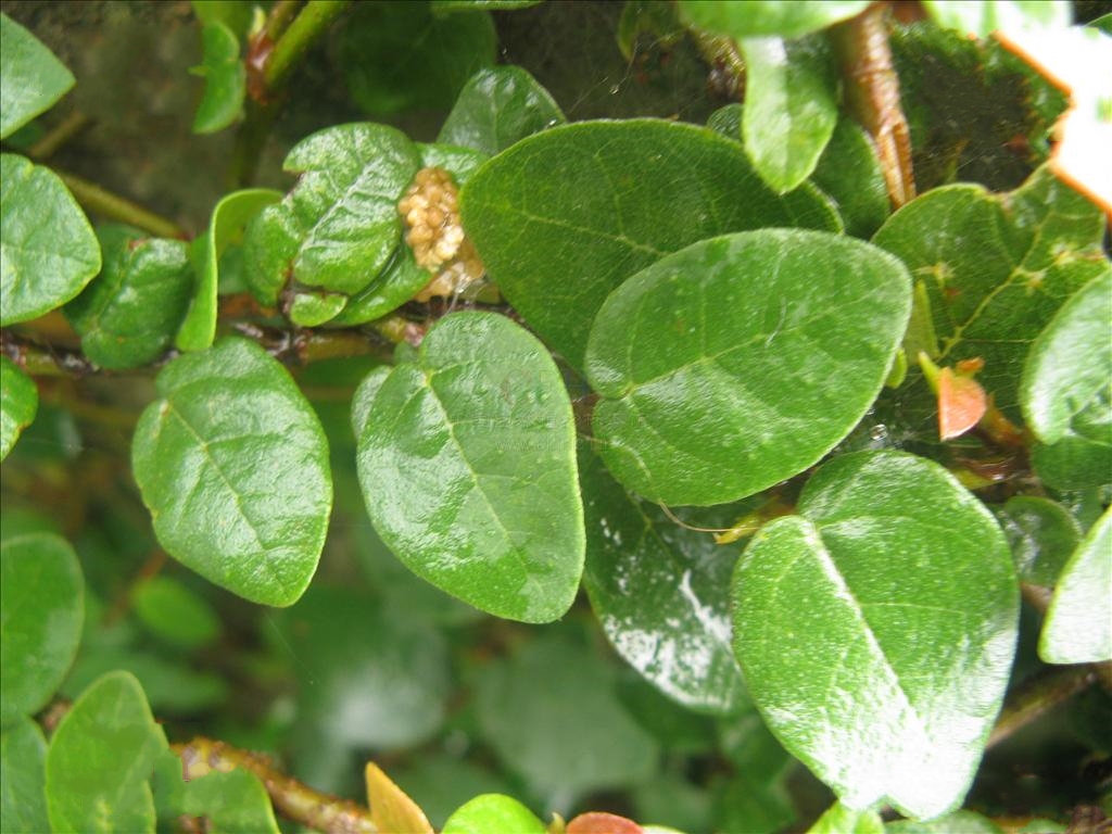  p>薜荔(学名: i>ficus pumila /i> l.