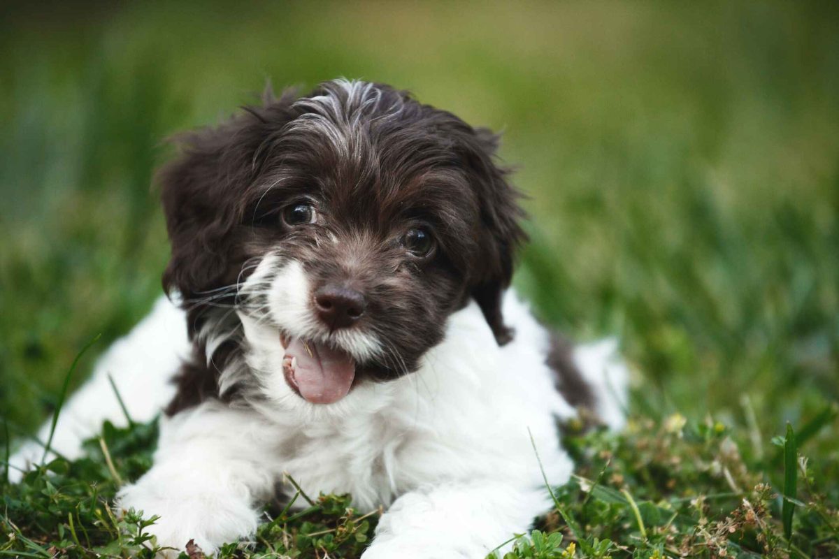 可卡布犬_百度百科