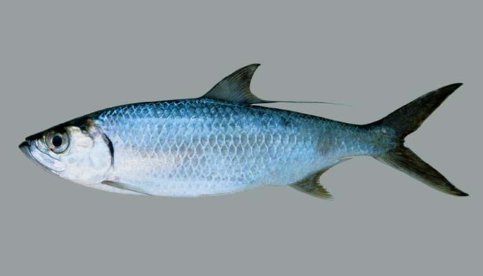 (学名: i>megalops cyprinoids /i>)是大海鲢科,大海鲢属一种海洋鱼类