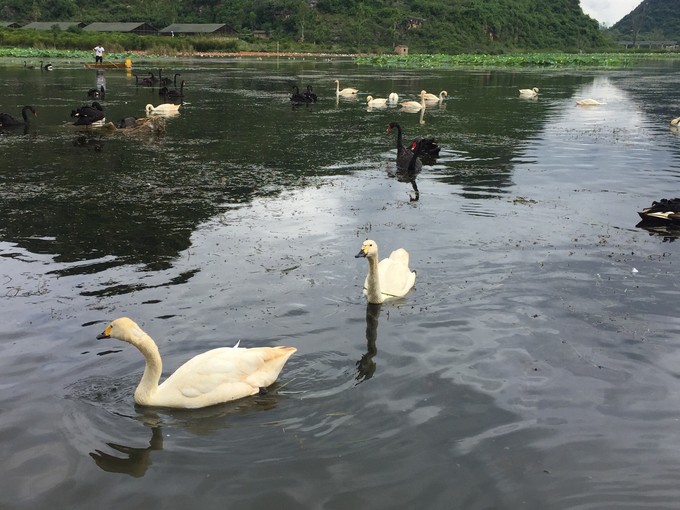 贵阳天鹅湖