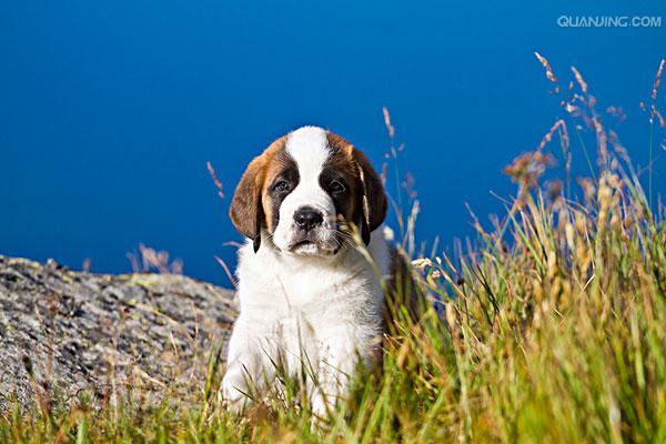 saint bernard