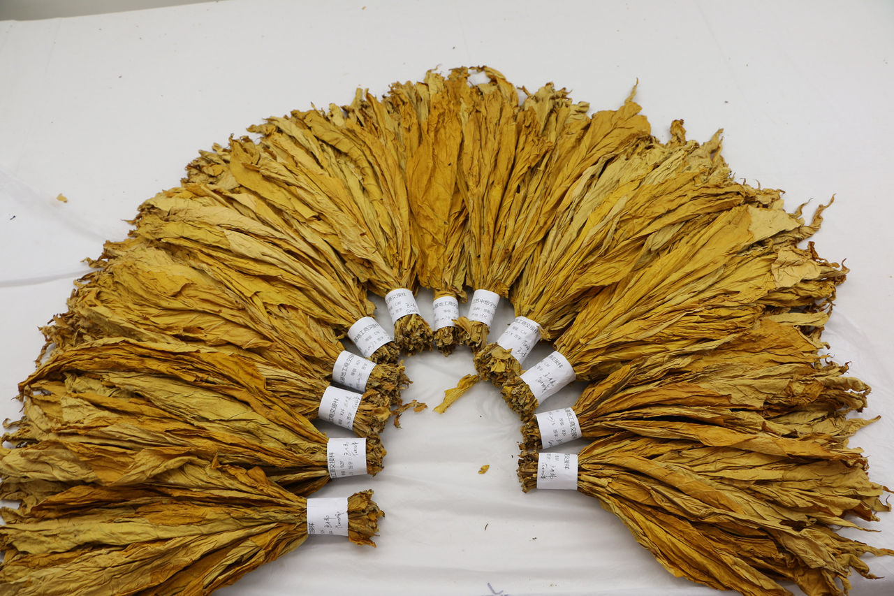 三明翠碧一号烤烟