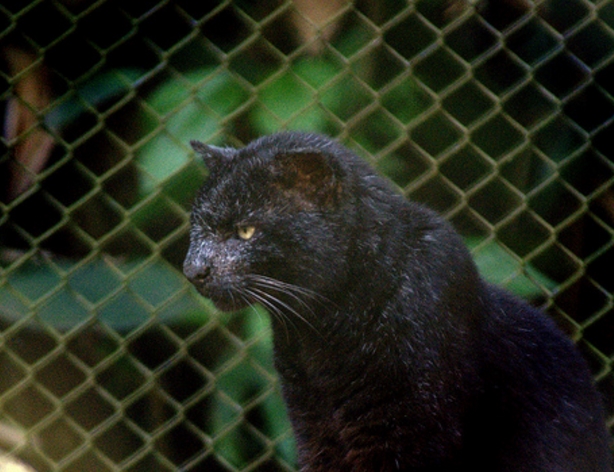  p>乔氏虎猫(学名: i>leopardus geoffroyi /i>):头体长42.2-66.