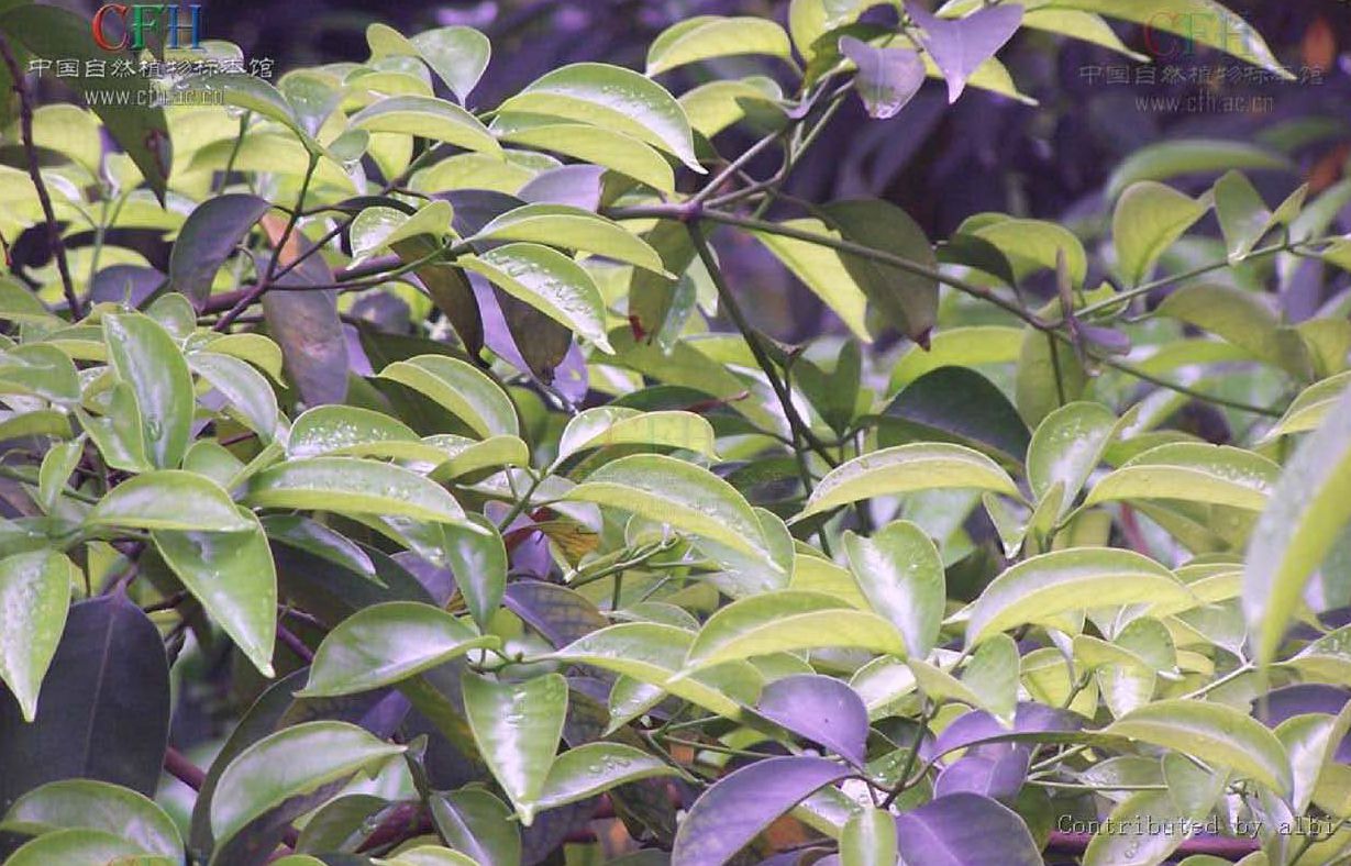  p>琼楠属(学名: i>beilschmiedia /i>)是属于樟科植物的一个属,有多