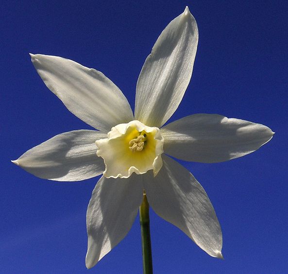  p>三蕊水仙(学名: i>narcissus triandrus /i> l.