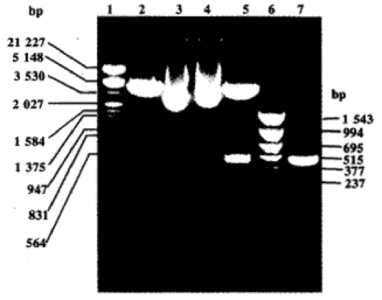 大肠杆菌DH5α_百度百科