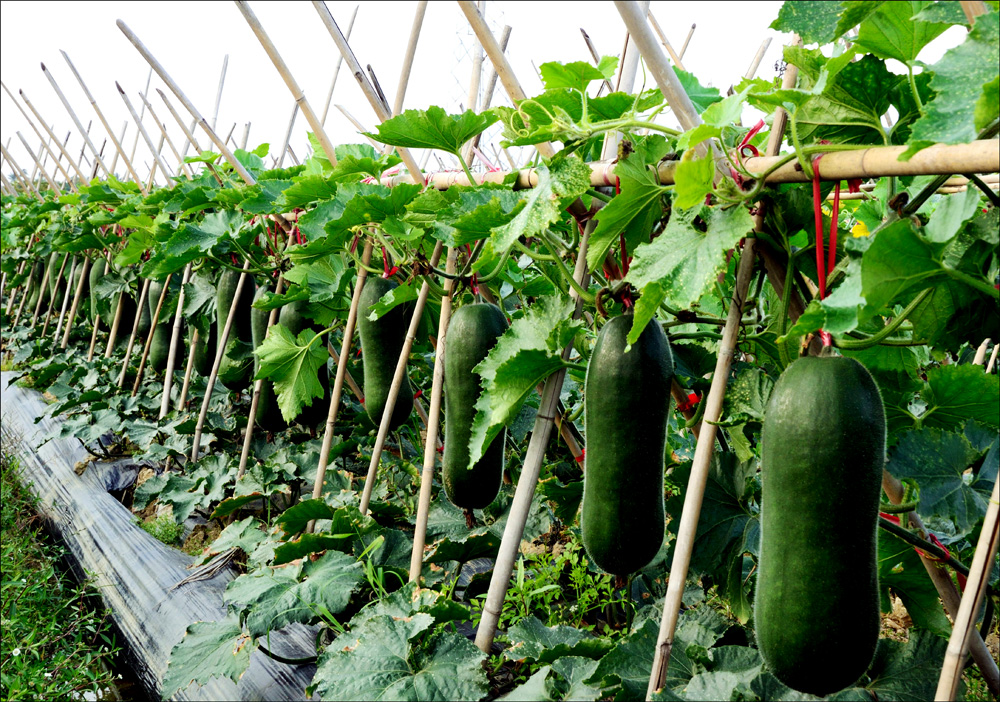  p>火车头冬瓜,植株蔓生,叶呈掌状,为深绿色.主要分布于北京市一带.