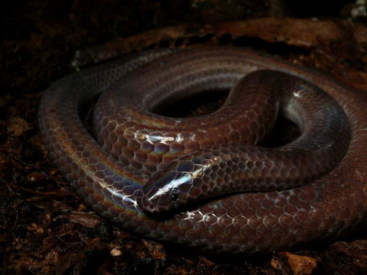 为盲蛇科盲蛇属的爬行动物,属于脊索动物门,有鳞目,蛇亚目,是台湾的特