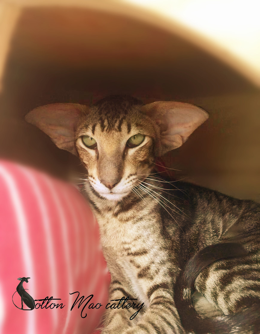  p>东方短毛猫 a href="#" data-lemmaid="33216">活泼 /a>好动,好奇