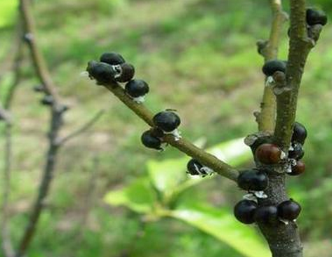  p>大球蚧(学名:eulecanium gigantea)又称为枣大球蚧,梨大球蚧.