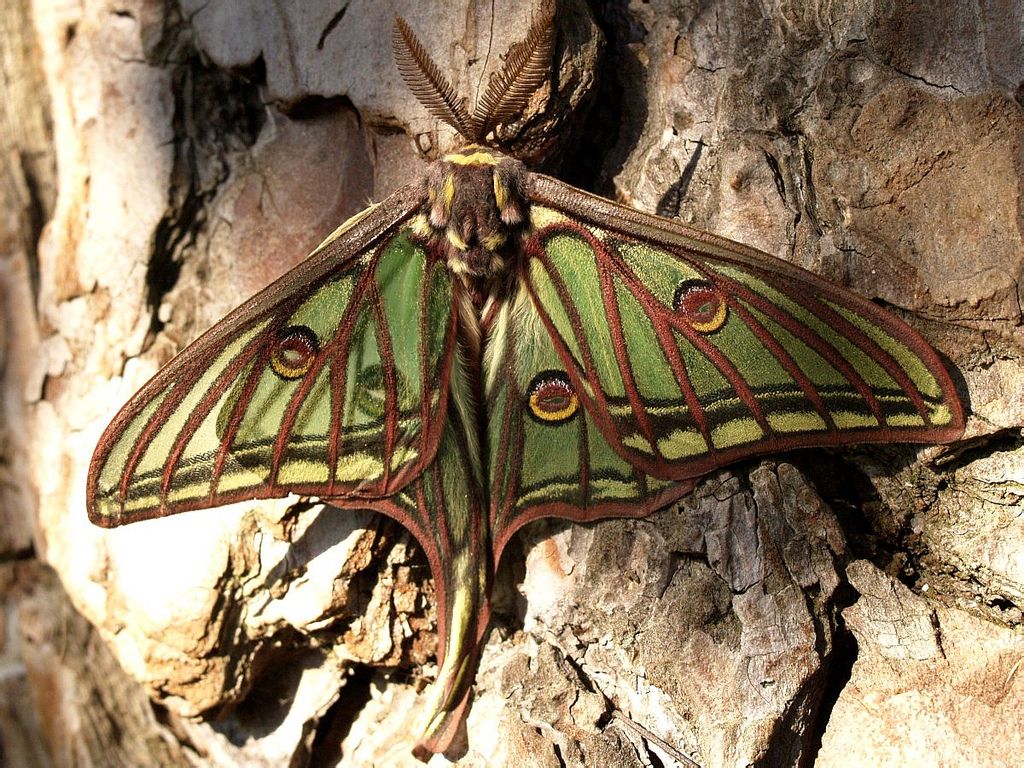  p>伊莎贝尔拉蝶又名伊莎贝尔蝶(isabellae),1898年