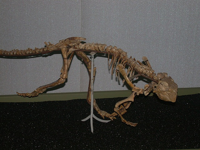  p>蒙古鹦鹉嘴龙(psittacosaurus mongoliensis)是鹦鹉嘴龙下的一个种