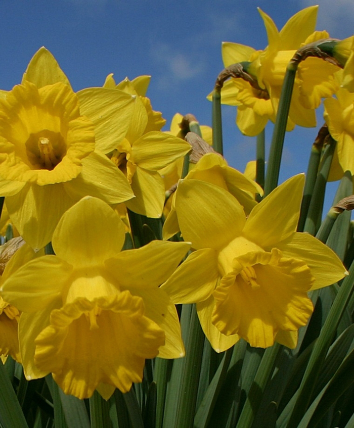 narcissus pseudonarcissus subsp. calcicarpetanus (fern.