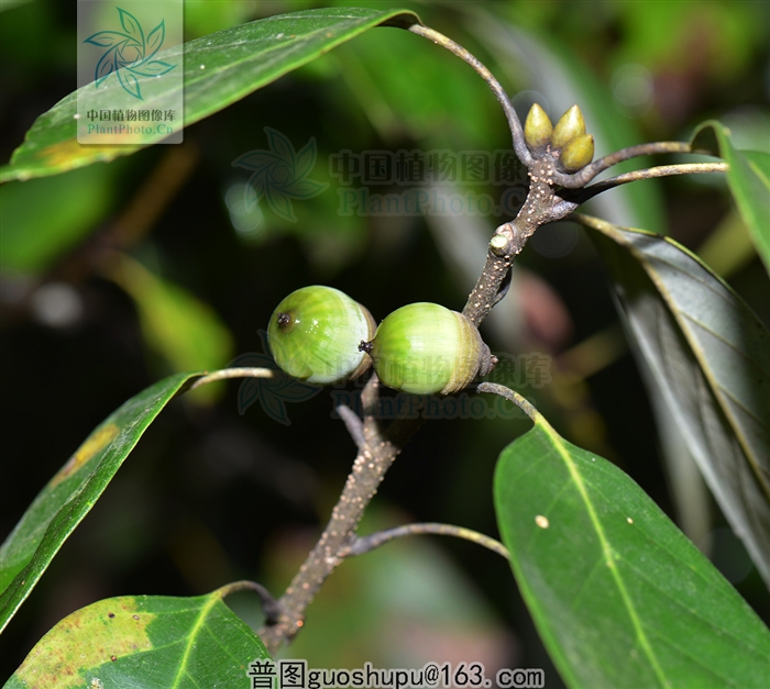 cyclobalanopsis shennongii (huang et fu) y. c. hsu et h. w. jen