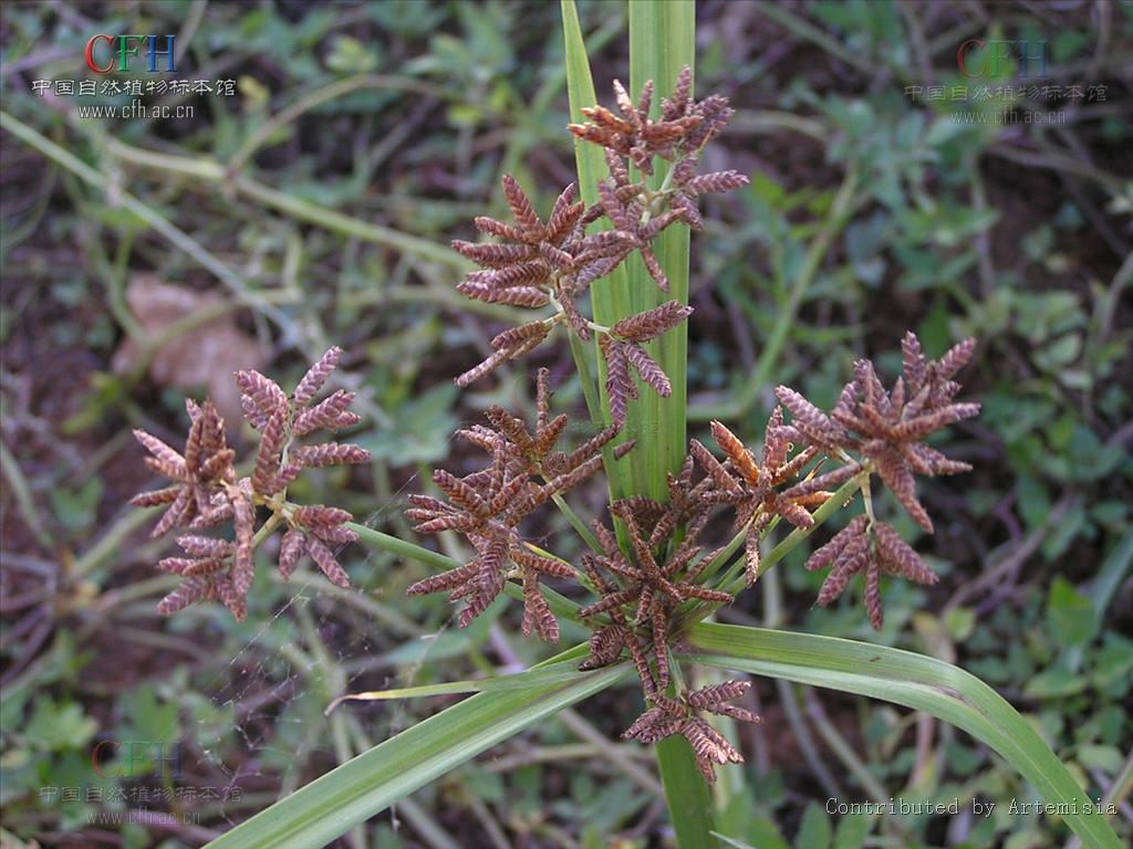  p>水莎草属(学名:juncellus (griseb.) c. b.