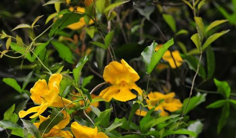  p>猫爪藤属(学名: b>macfadyena /b>&nbsp;a. dc.