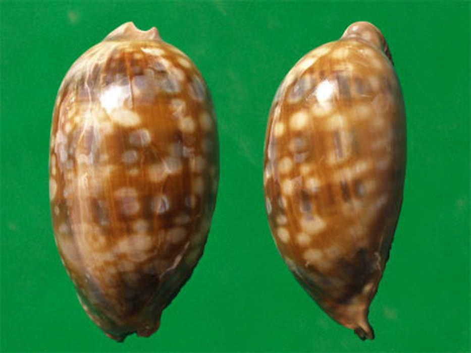  p>斑马宝螺(学名:macrocypraea zebra zebra)是腹足纲宝螺科的 a