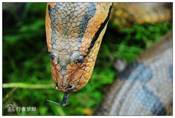  p>亚马逊森蚺(学名: i>eunectes murinus /i>),是当今世界上最大的蚺