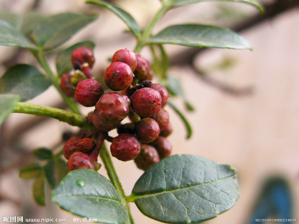 sichuan pepper