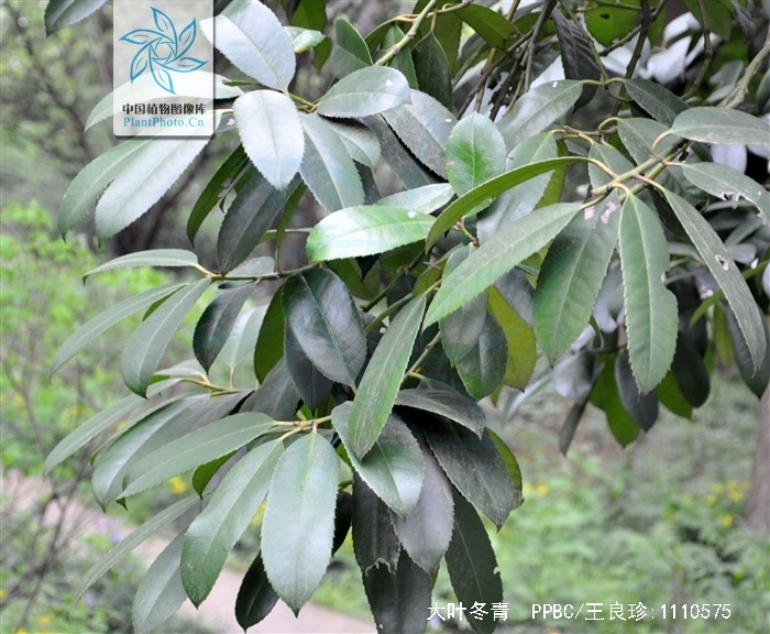  p>大叶冬青(学名:ilex latifolia thunb.