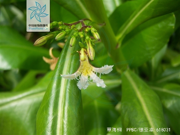 高可达7米,叶螺旋状排列,大部分集中于分枝顶端,无柄或具短柄,匙形至