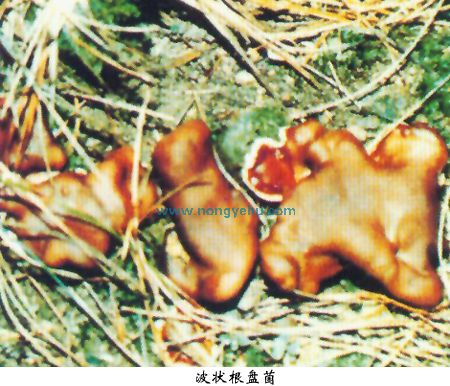  p>形态特征:子囊盘小至较大 .