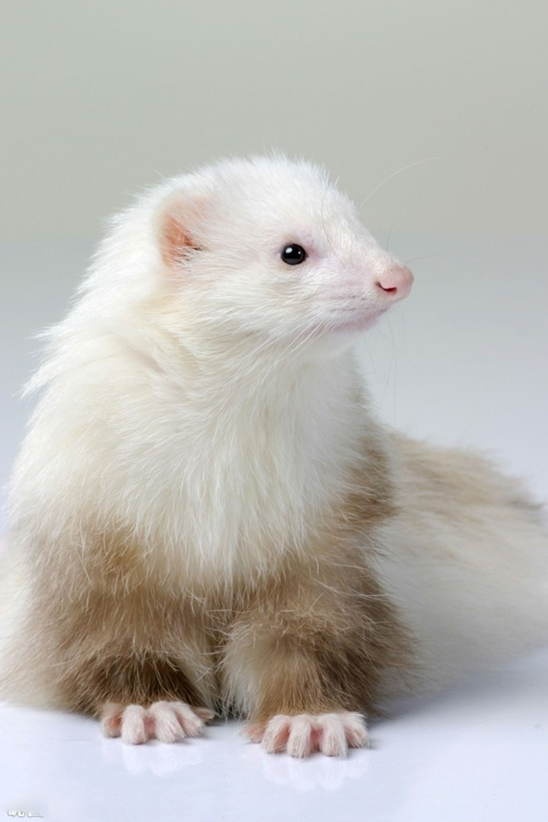  p> b>宠物貂 /b>分为玛雪儿(marshall ferret),派斯威力(path valley