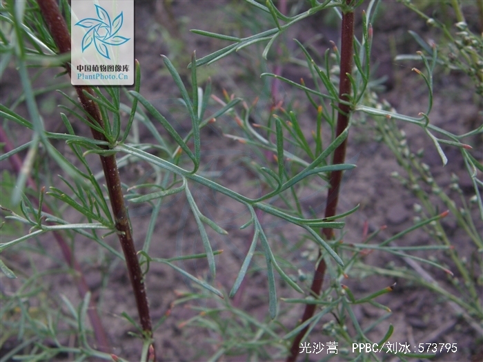  p>光沙蒿(学名: i>artemisia oxycephala /i> kitag.