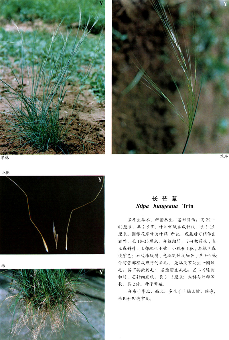假牛鞭草属