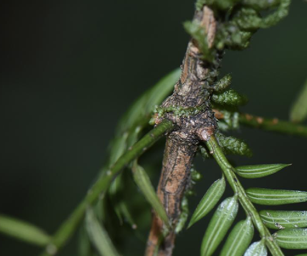  p>云南榧(学名: i>torreya fargesii /i> franch. var.