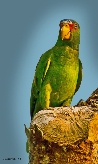 白额亚马逊鹦鹉