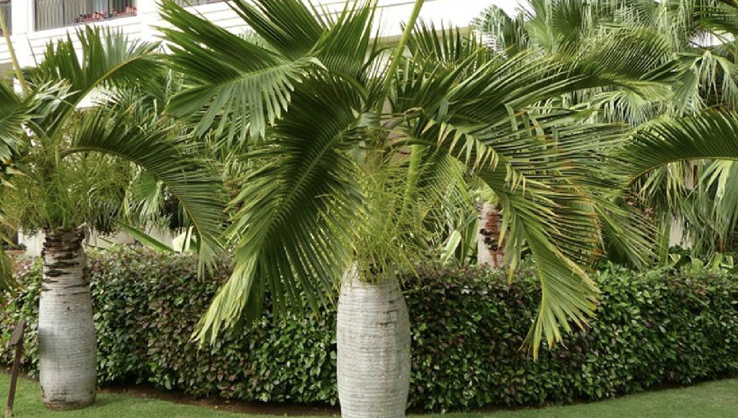  p data-id="tzqjhelx4h7i">酒瓶椰为棕榈科椰子属植物.