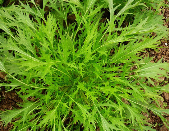 千筋白茎京水菜