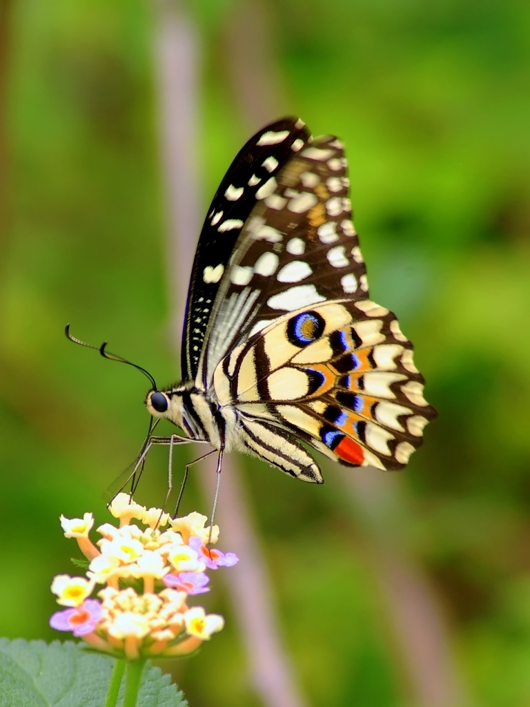 papiliodemoleuslinnaeus