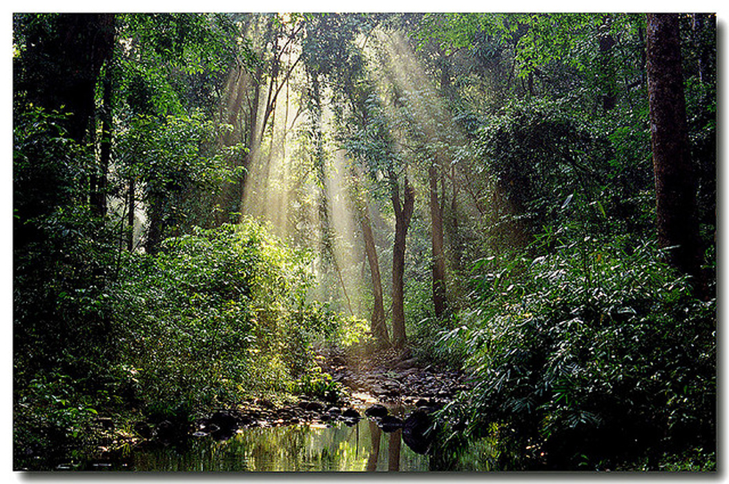  p>热带季雨林(tropical monsoon forest):是分布于热带,有周期性干