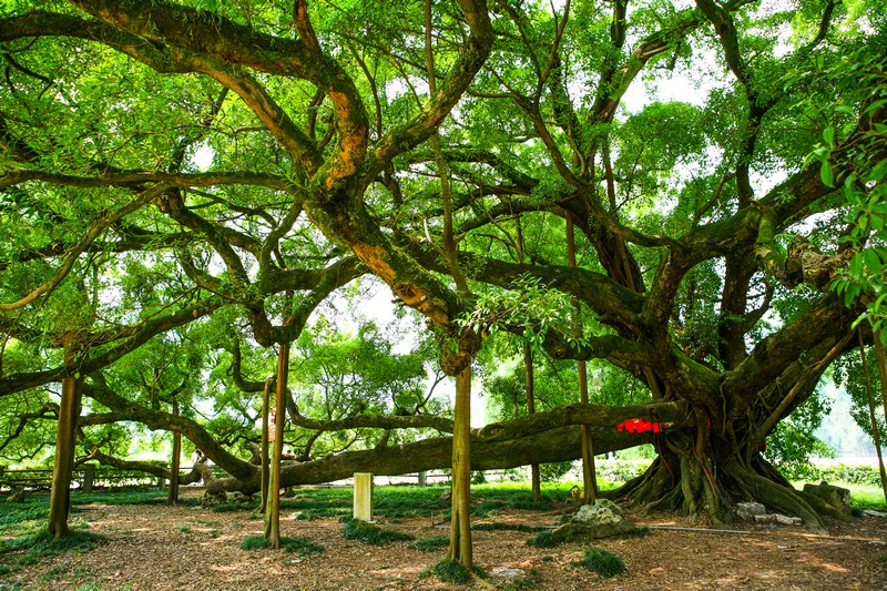 阳朔大榕树